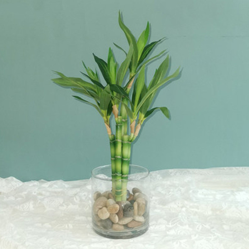 Neue 40cm Künstliche Glücksbam – Aquarium Marine Fish Bewertung und Preis